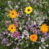 Fragrant Wildflower Seed Blend - New!