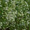 Calamintha Nepeta - Lesser Calamint