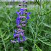 Little Lace Russian Sage