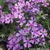 Purple Beauty Creeping Phlox