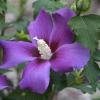 Purple Satin Rose of Sharon