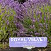 Royal Velvet Lavender