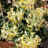 Lonicera Scentsation