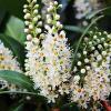 Skip Cherry Laurel