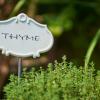 French Thyme