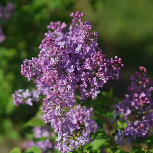 spring lilac flowers on lilac flowering shrub | syringa hyacinthiflora