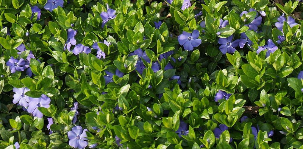 Ground Cover Plants For Coverage, Flowering and Erosion!