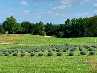 Wholesale Lavender fields 2 months after planting - jamestown ranch wedding venue